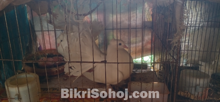 ময়ূরপঙ্খি কবুতর